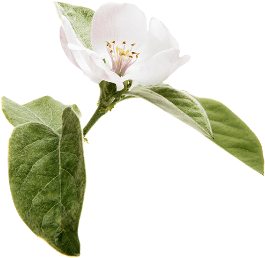 Jasmine Ing - White Trillium (1200x675), Png Download