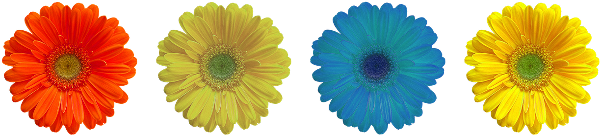 Flower,blue,summer Flower, - Flower (1280x292), Png Download