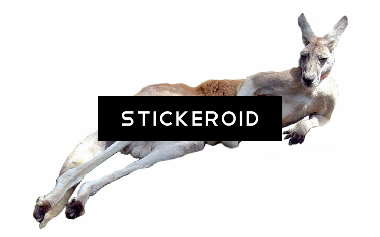 Kangaroo - Kangaroo Transparent (746x466), Png Download