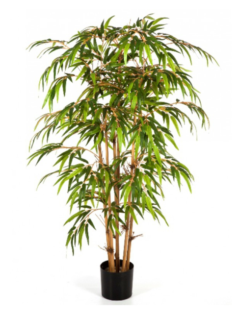 Bamboo, 150cm - Bambus Rostlina (640x640), Png Download