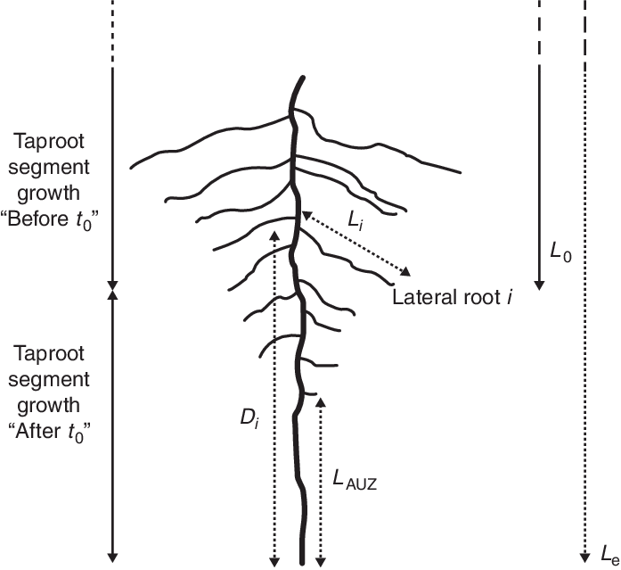 Schematic Representation Of A Distal Taproot Segment - Diagram (697x639), Png Download