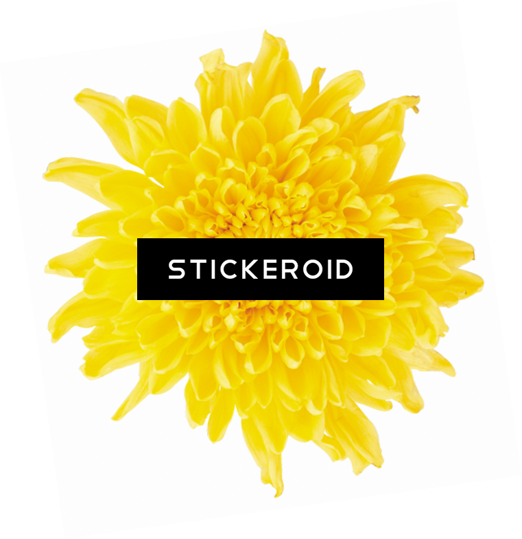 Dandelion - Portable Network Graphics (761x785), Png Download