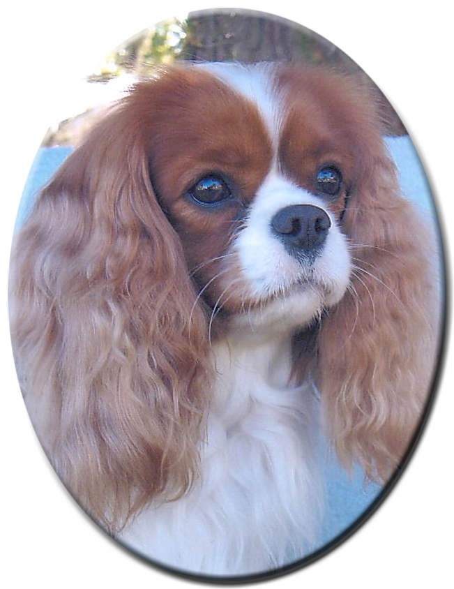 Cavalier King Charles Spaniels Established In (709x850), Png Download