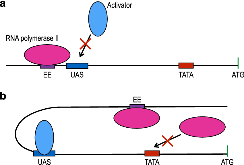Possible Scenarios For Promoter Competition Induced - Upstream Activating Sequence (850x574), Png Download