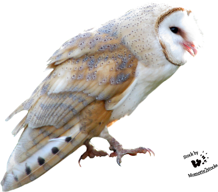 Barn Owl Png Free Download - Owl (946x844), Png Download