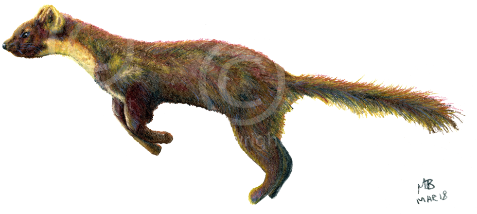 Running Pine Marten, Watercolour Pencil Drawing - Drawing (1000x492), Png Download