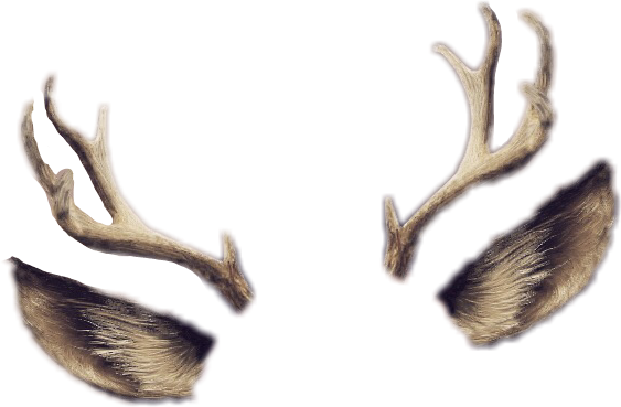 Report Abuse - Antler (563x369), Png Download