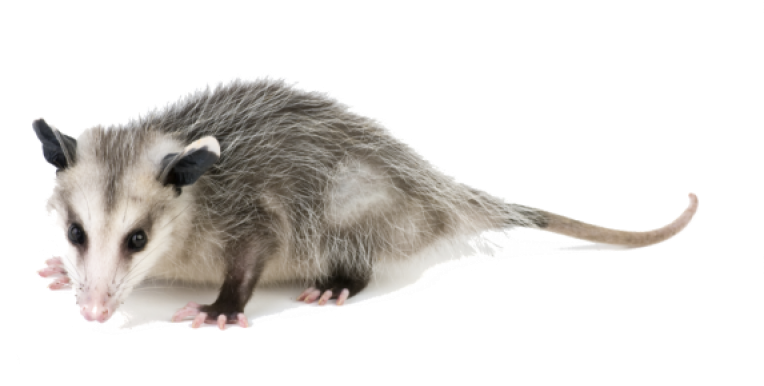 Opossums - Get Rid Of A Possum (800x400), Png Download