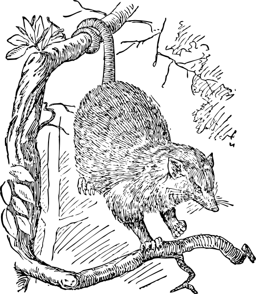 Small - Free Opossum Clip Art (522x598), Png Download