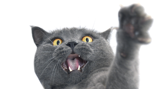 The Truth About Declawing - Cat Paw No Background (508x330), Png Download