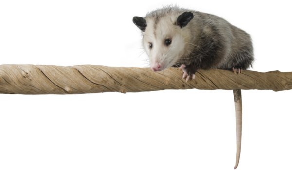 Selecting A Wildlife Control Company - Common Opossum (600x350), Png Download