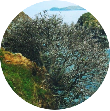 Why Are Possums A Problem - Colorado Spruce (380x386), Png Download