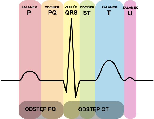 By - Ecg For Beginners (585x454), Png Download