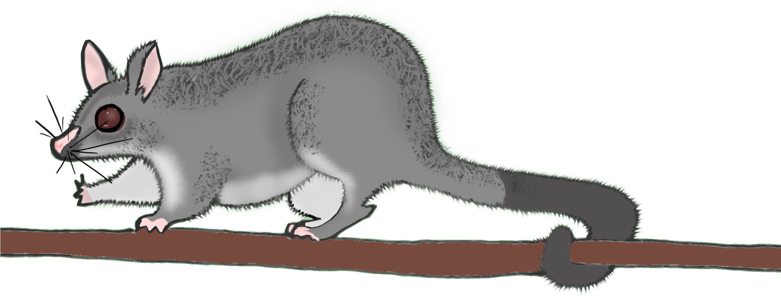 Setting The Standard - Whales (2540x1308), Png Download