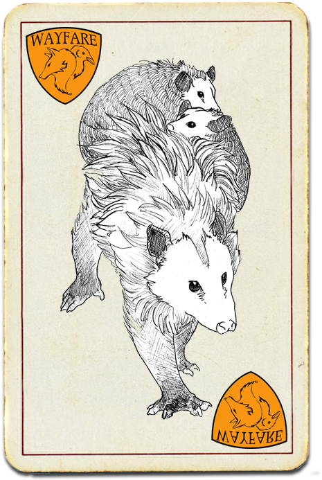 Opossum (524x712), Png Download
