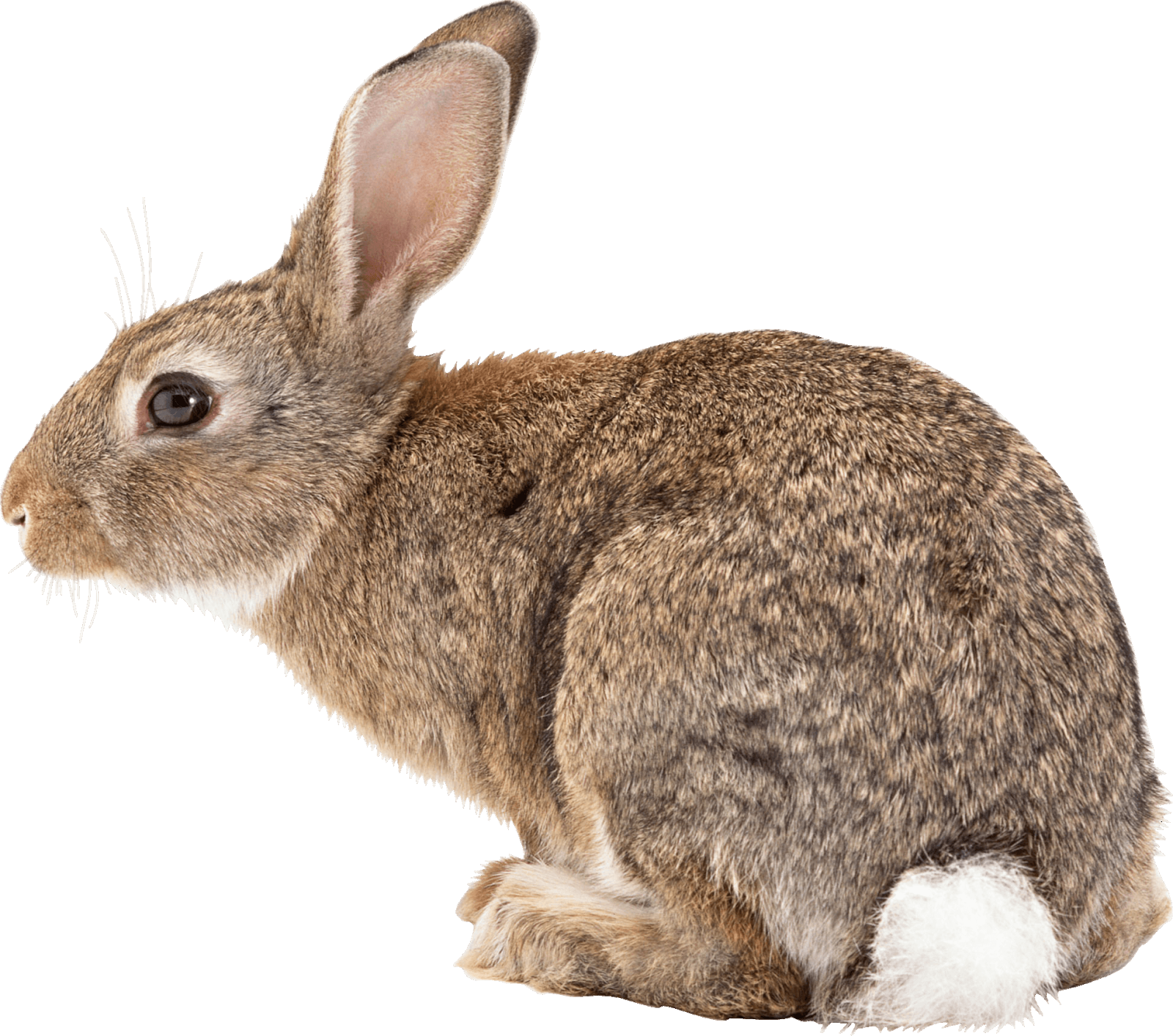 Name A Small But Well Known U - Brown Bunny With White Tail (1600x1414), Png Download