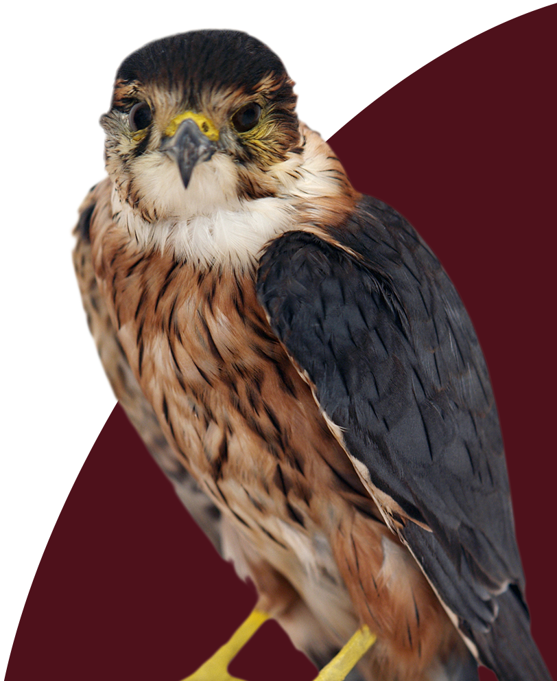 The Life Science Lab Provides Unique And Scientific - Red-tailed Hawk (812x992), Png Download