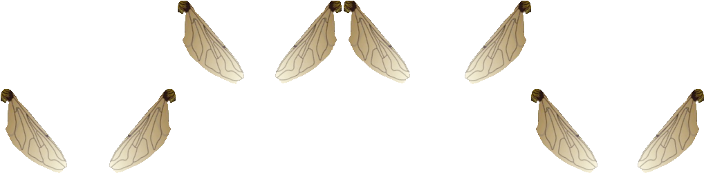 [59810 Bytes] Beewing0 - Swallowtail Butterfly (1024x256), Png Download