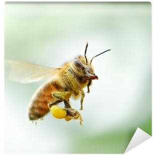 Manuka Honey Bee (400x400), Png Download