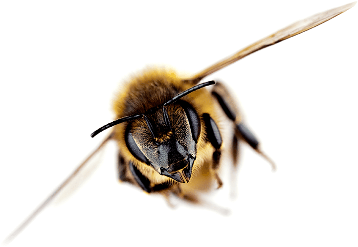 Brand Strategy - New Zealand Honey Bee (750x522), Png Download