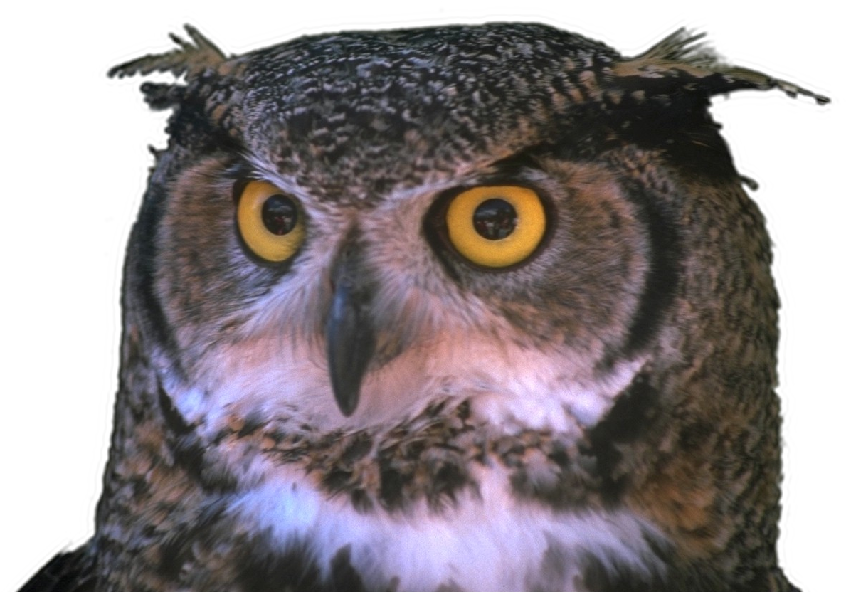 [horned Owl] - Diferenta Dintre Bufnita Si Cucuveaua (1280x960), Png Download