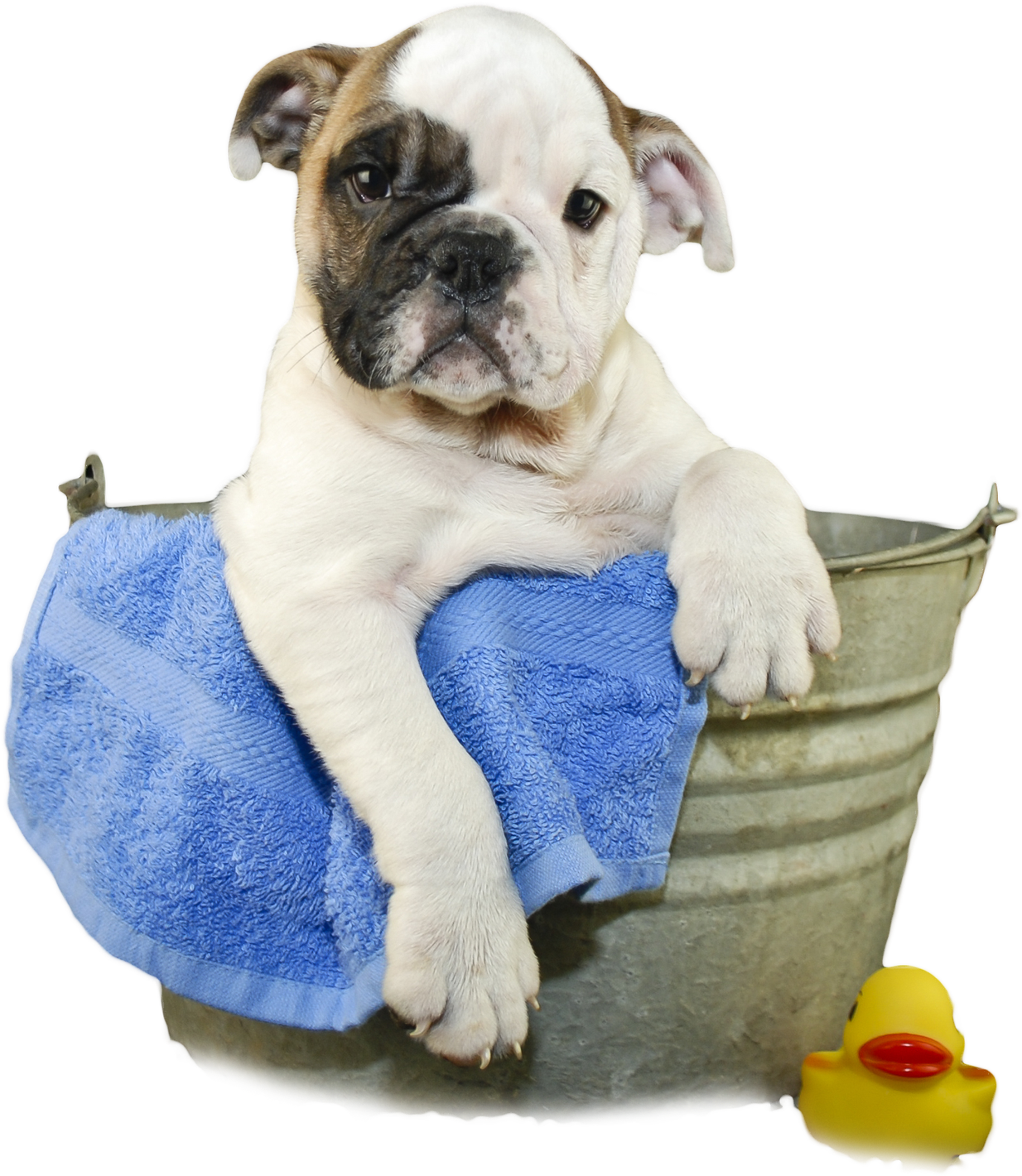 Dog Clipart Bath Tub - Dog (1920x1673), Png Download