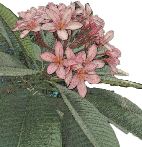 Frangipani (480x644), Png Download
