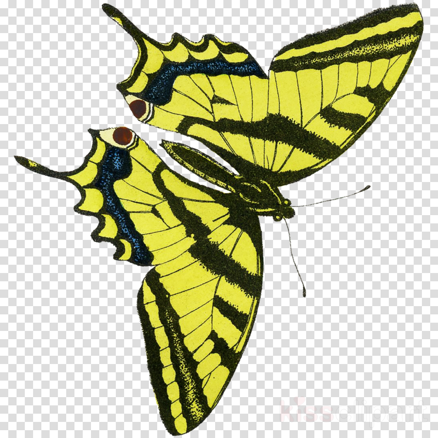 Membrane Winged Insect Clipart Monarch Butterfly Pieridae - Muse Entomologique Illustr 1876 Various 1 Poster Print (900x900), Png Download