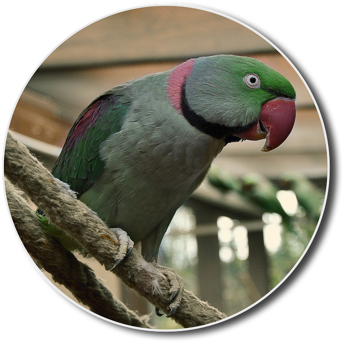 Alexander Parakeet Png Hahn Bird Small Parrot Parakeet Full Size Png Download Seekpng