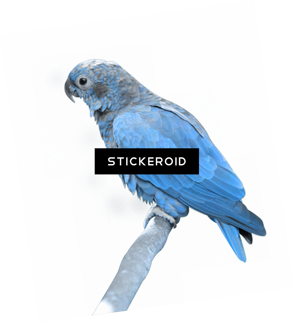 Parrots Animals Parrot - Parrot Png (1015x1113), Png Download