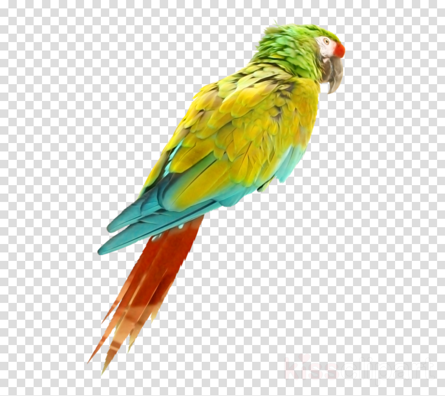 Aves Png De Colores Clipart Bird True Parrot (900x800), Png Download