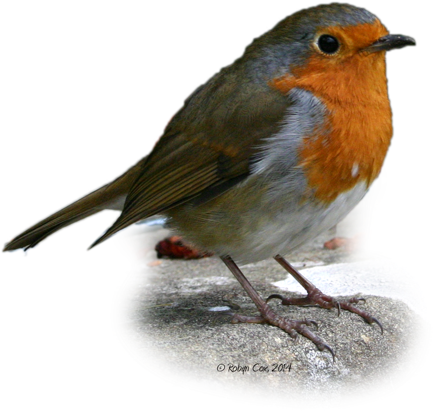 Robin - European Robin (900x900), Png Download