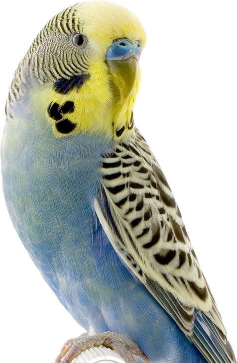 Adorable White Huskies - Higgins Vita Seed Parakeet Food (476x730), Png Download