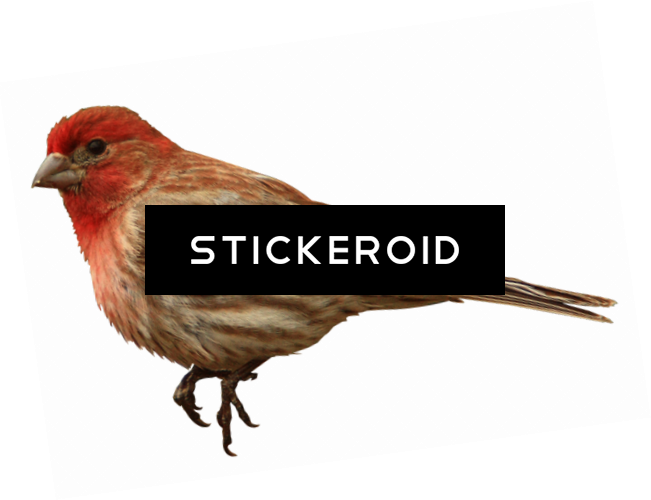 Finch Birds - House Finch (651x500), Png Download