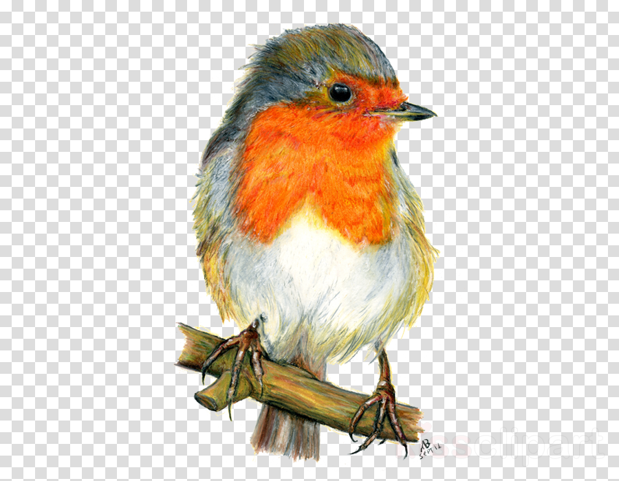 Orange Bird Drawing Clipart European Robin Bird How - Birds In Watercolour Pencil (900x700), Png Download