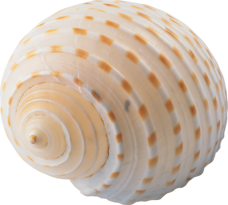 Seashell Png, Download Png Image With Transparent Background, - Картинка Ракушка (800x719), Png Download