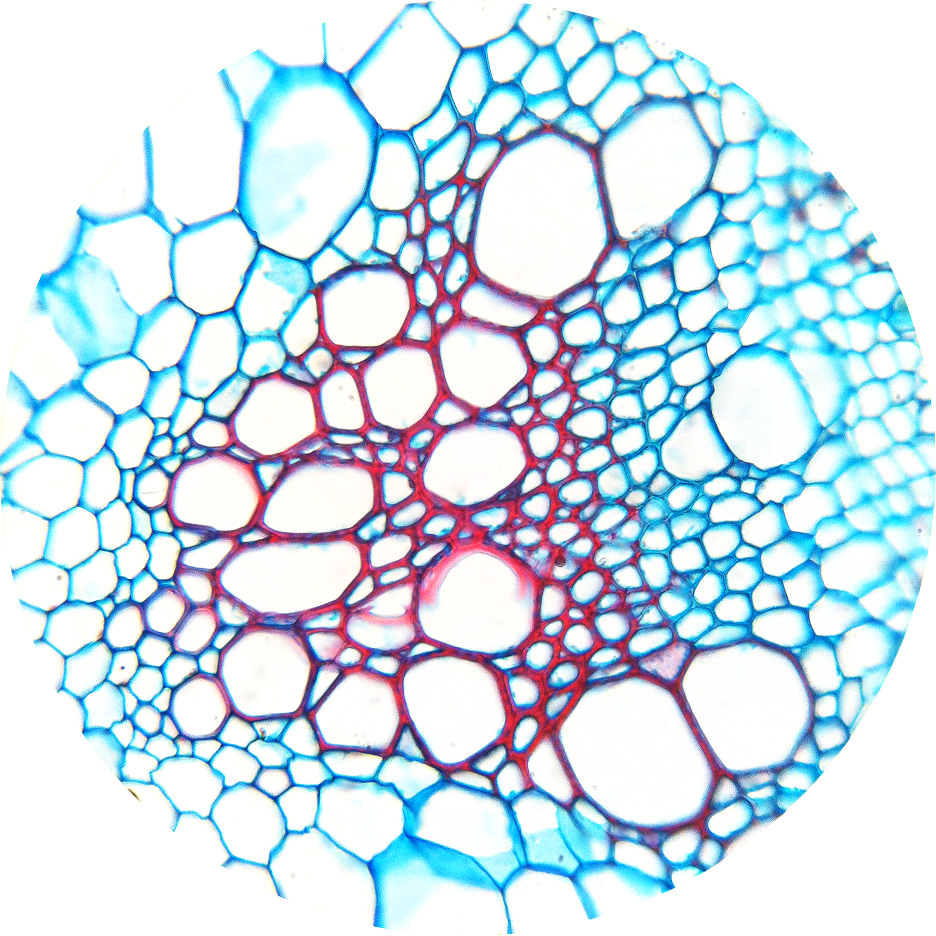 Flower Xylem - Microscopic View Of Xylem (1875x1875), Png Download