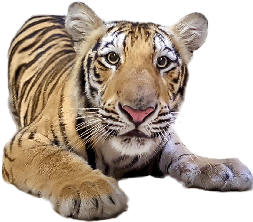 Tiger Png Image - Lsu Mike The Tiger Vii (904x771), Png Download