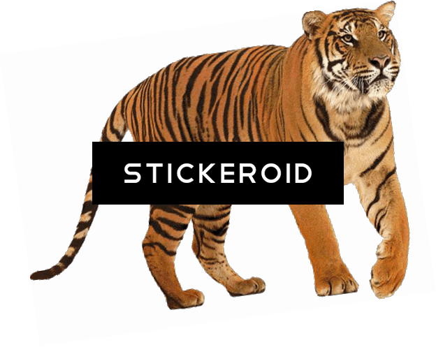 Tiger - Siberian Tiger (624x497), Png Download