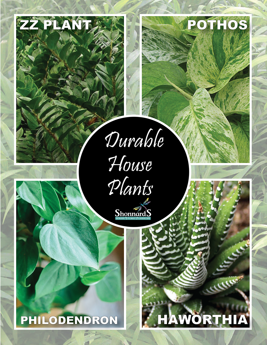 Houseplant Appreciation Day January 10th - God Help Me Protect Her: You're So Naive (900x1165), Png Download