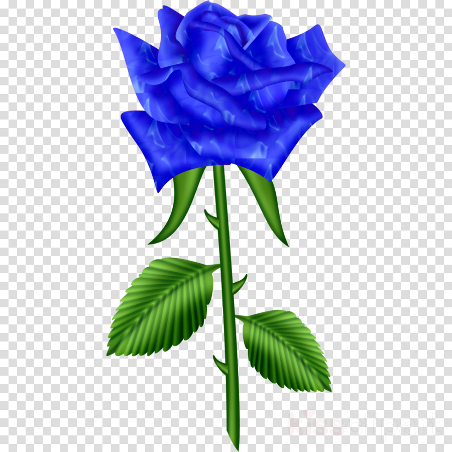 Black Rose Flower Png (900x900), Png Download