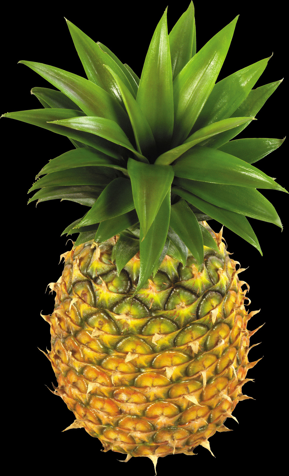 The Pineapple Is A Tropical Plant With An Edible Multiple (973x1600), Png Download
