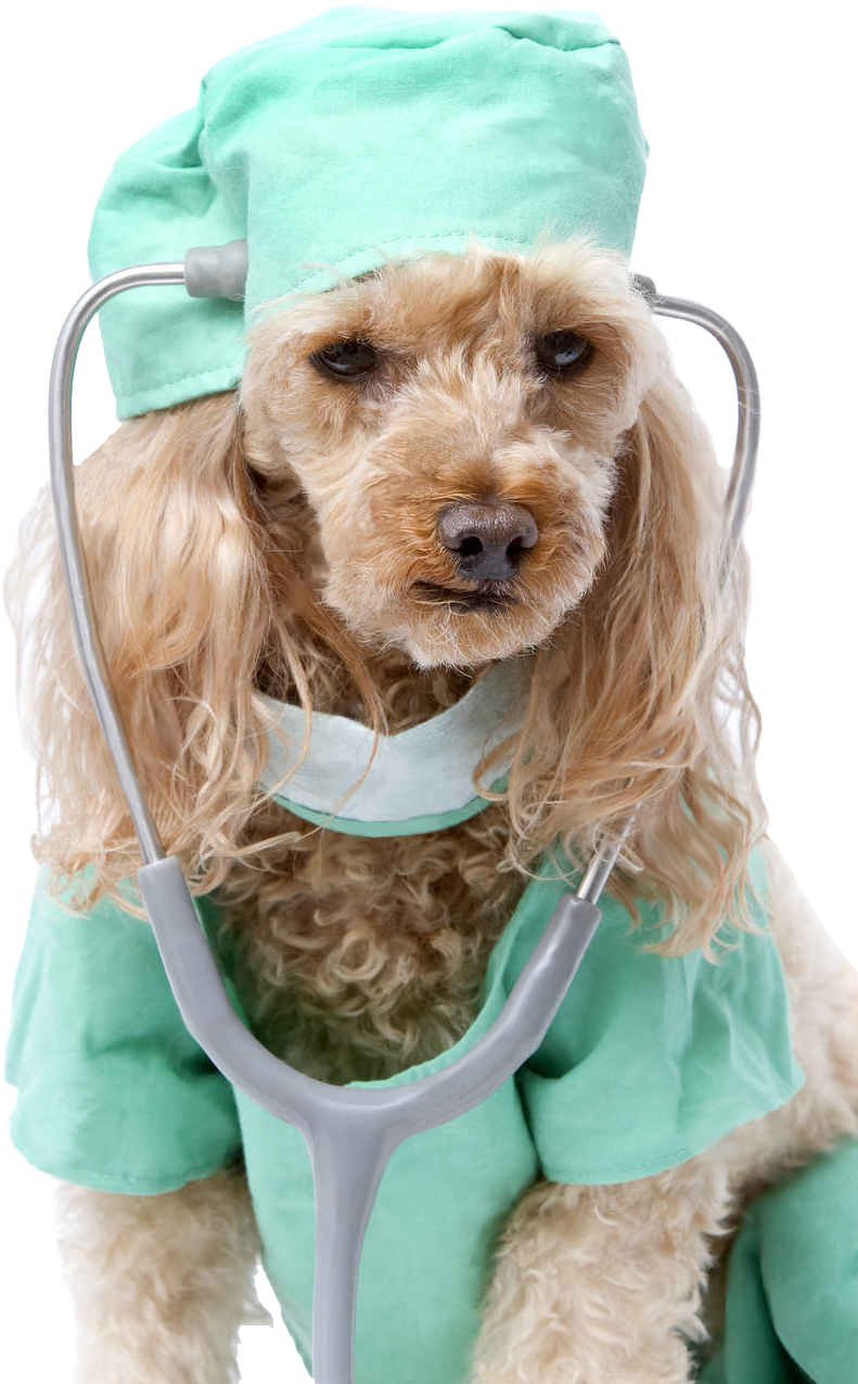 Kristen E Estes - Dog Dressed As Doctor (961x1300), Png Download