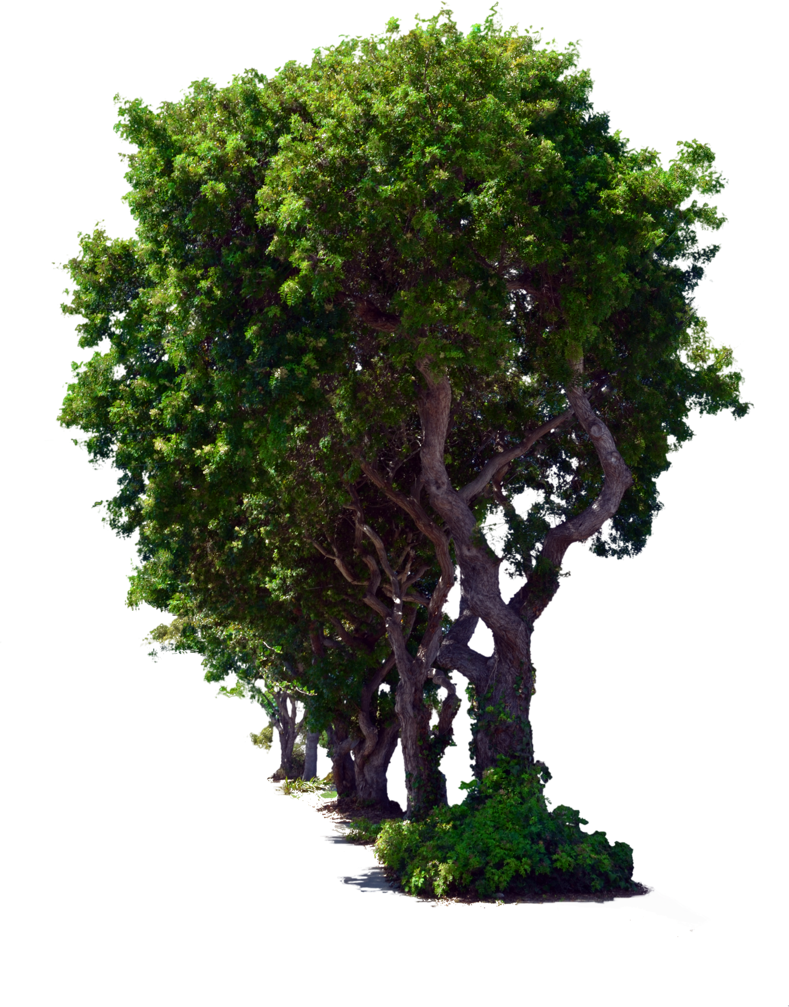 Row Of Bushes Png Banner Black And White - Stock Photography (1600x2416), Png Download