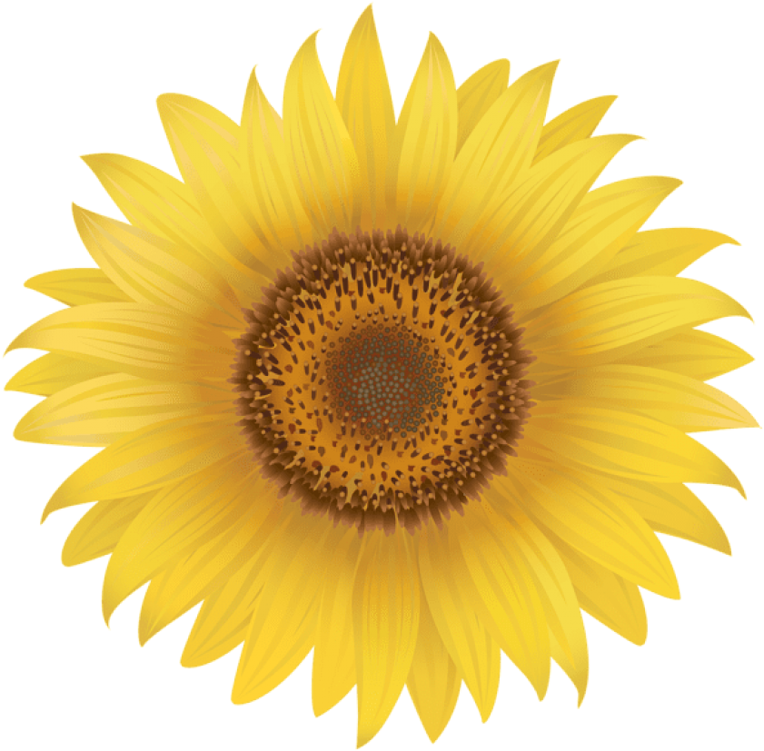 Free Png Yellow Sunflower Png Images Transparent - Sunflower Png (850x836), Png Download