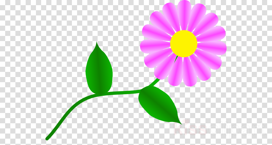 Daisy Png Clipart Clip Art - Gerber Daisy Clipart (900x480), Png Download