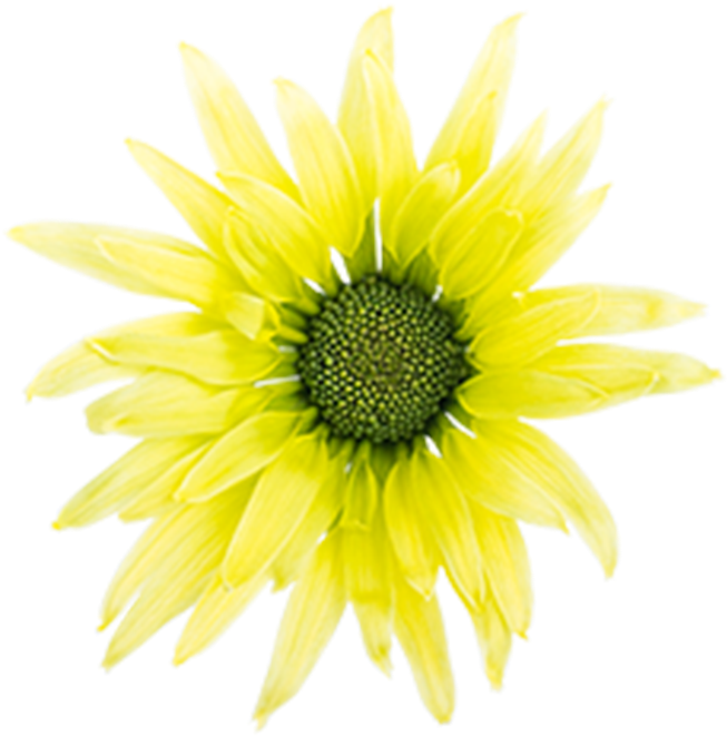 Click To Enlarge Image Green Daisy Cider Green Daisy - Common Sunflower (800x800), Png Download