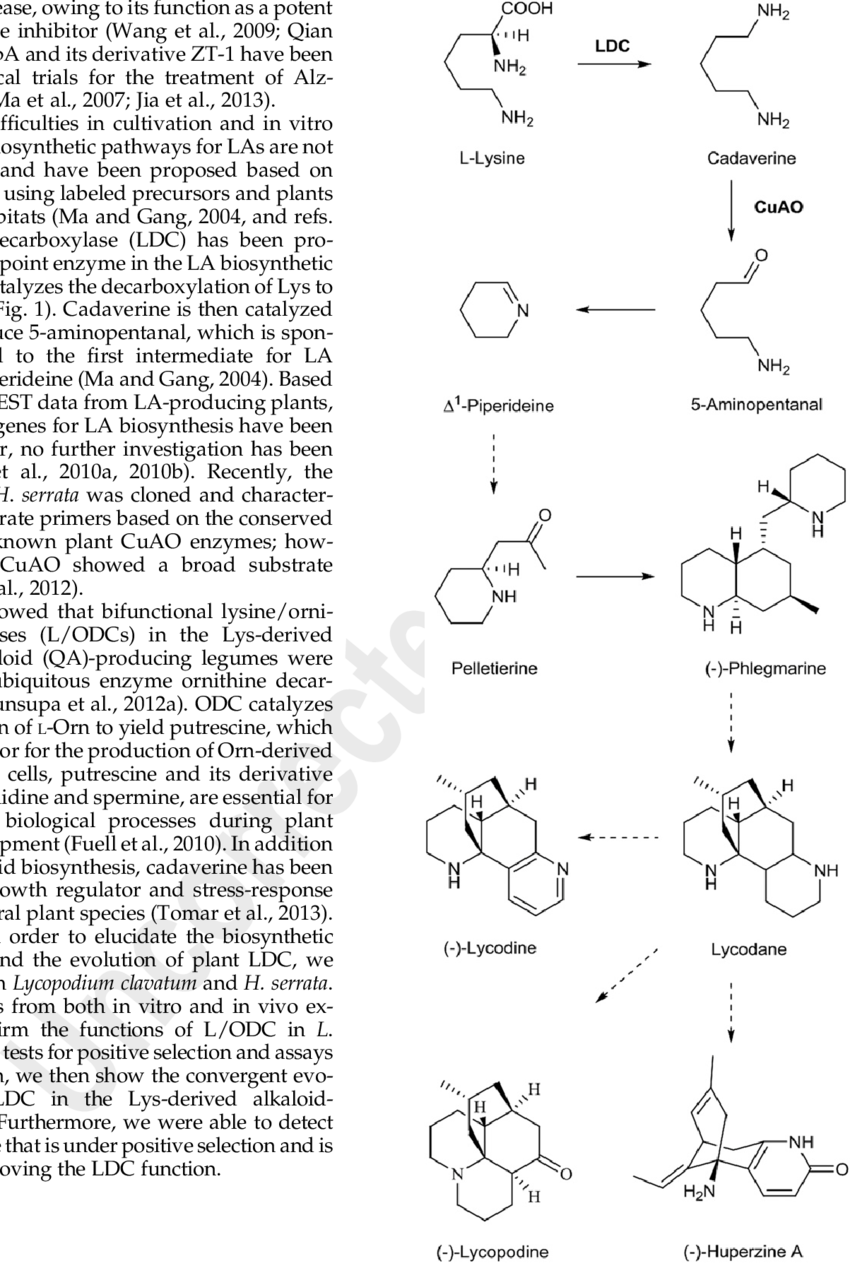 Putative Biosynthetic Pathway For Las - Amine Oxidase (copper-containing) (850x1263), Png Download