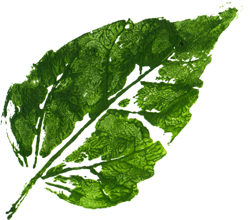 Free Download - Mustard Greens (800x706), Png Download
