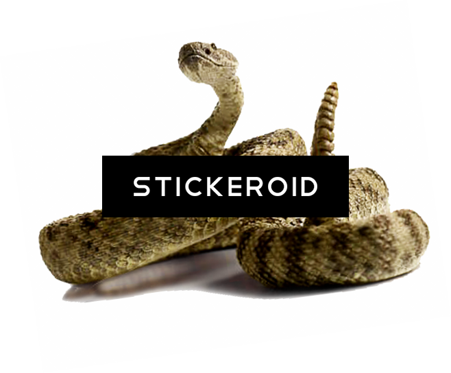 Rattlesnake - Serpent (658x544), Png Download